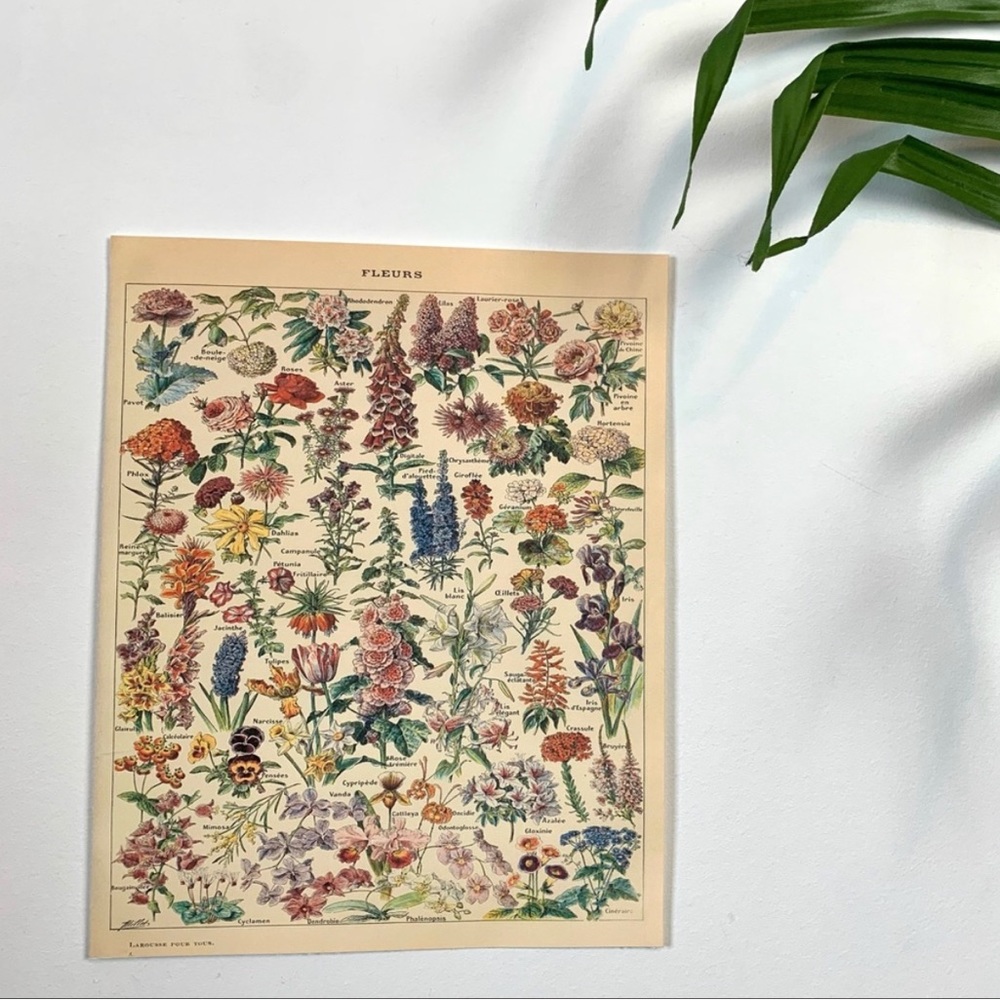 Vintage Scientific "Fleurs" (Flowers) French Floral Print 8x10 1/5 - Picture 2 of 7